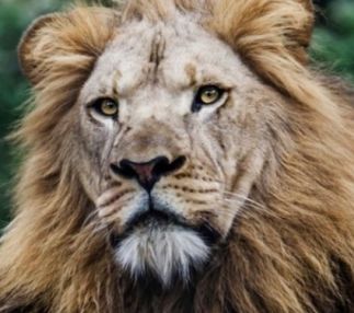 seneca park zoo rochester new york state animal fun for kids