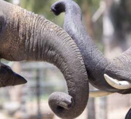 taronga western plains zoo dubbo australia two elephants playing with trunks touching family days out blog
