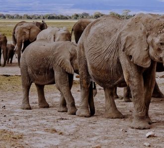 Elephants on Safari