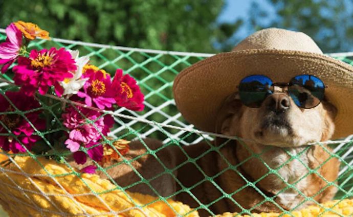 Dog enjoying a holiday