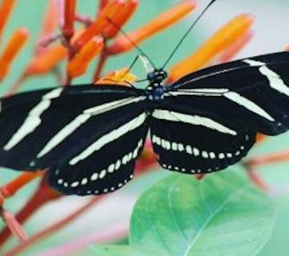 tree hill nature center butterfly