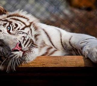 creation kingdom zoo virginia animal fun USA for kids