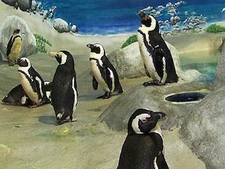 Jenkinsons aquarium