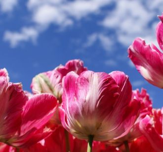 albany new york tulips against the sky albany city guide family days out