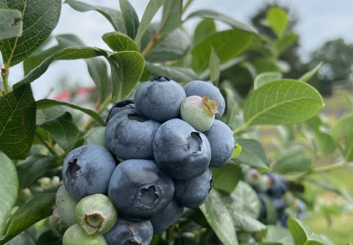 Pick-your-own blueberries