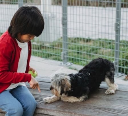 Boy training dog