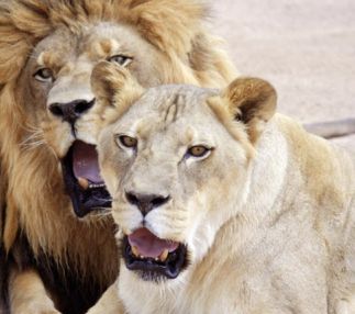 lion habitat ranch lions