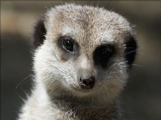 Toledo zoo