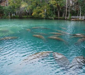 Homosassa Springs Wildlife State Park