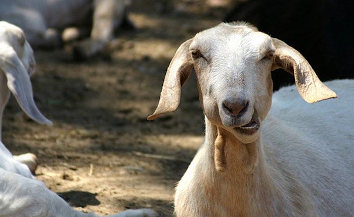 the farm at lee martinez park goat