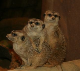  staten island zoo