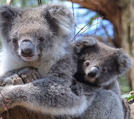 Kangaroo island