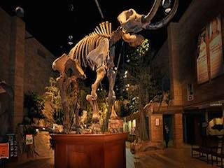 Creation museum