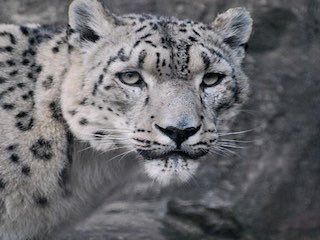 John ball zoo