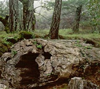 petrified forest california outdoor adventure for kids