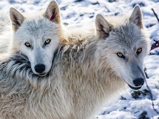 Red wolf sanctuary