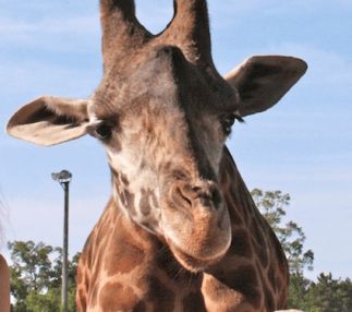  timbavati wildlife park