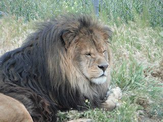 Sierra Exotic Animal Park