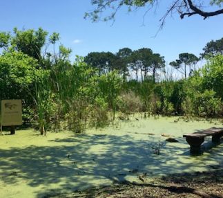 falling waters state park florida beautiful nature adventure for kids