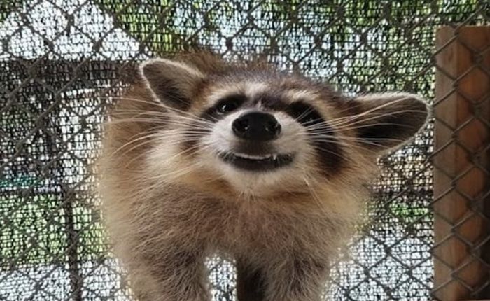 racoon smiling