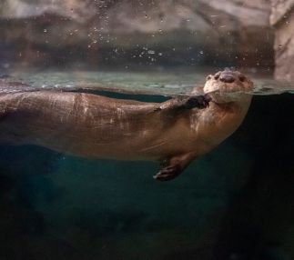 north carolina aquarium pine knoll shores otter