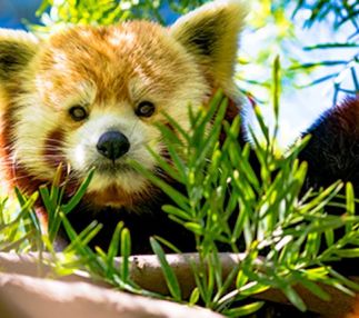 happy hollow park and zoo