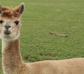 tennessee safari park alpaca
