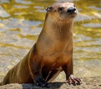 new zoo and adventure park otter