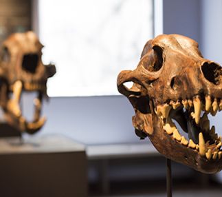 lake county dunn museum illinois museums dinosaur fossils