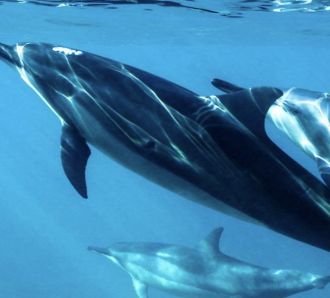 Dolphins swimming in wild