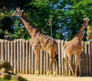 giraffe-sacremento-zoo