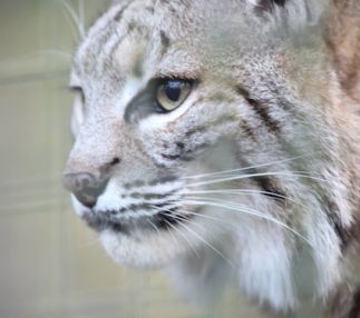 brevard zoo animal fun melbourne florida