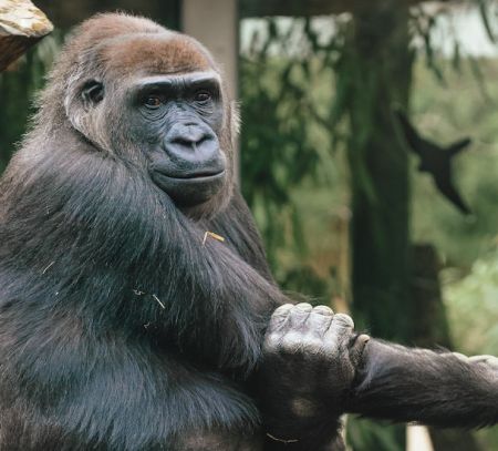 a gorilla at the zoo