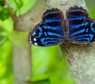 national butterfly center