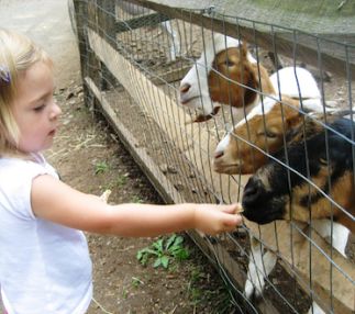 Abmas farm
