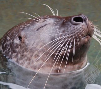 Woods hole science aquarium