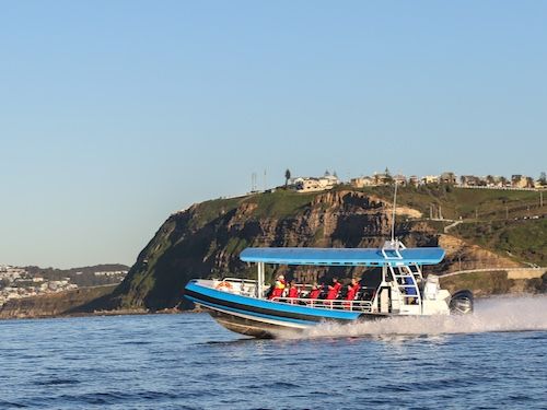 coastxp boat excursions tours in newcastle whale watching tours