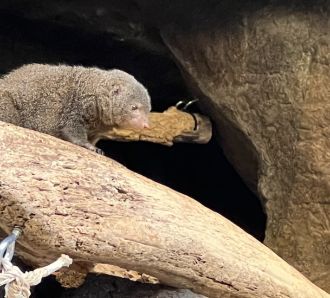 omahas henry doorly zoo small cute furry animal wildlife