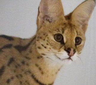 indian creek zoo ocelot