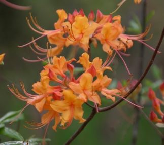 Crosby arboretum is a day out in Mississippi nature, great for kids with programs, wildlife, birds and ecosystems