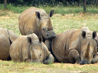 Fossil rim wildlife center