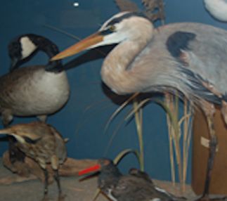 bruce museum connecticut