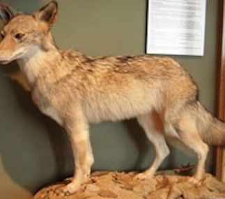 cape cod museum of natural history