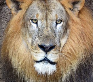 zoo miami wildlife experiences florida for kids