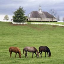 HFT_donamire_farm