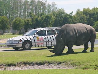 Lion country safari