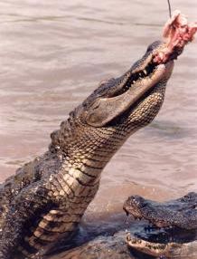 gator country louisiana