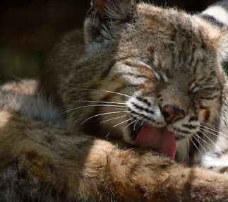 lehigh valley zoo bobcat