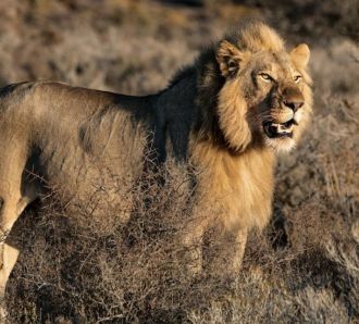 lion in wild