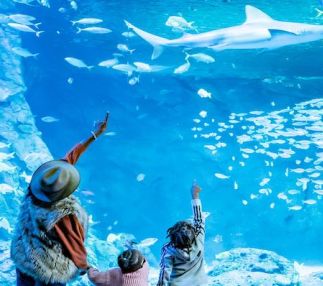 st louis aquarium sharks